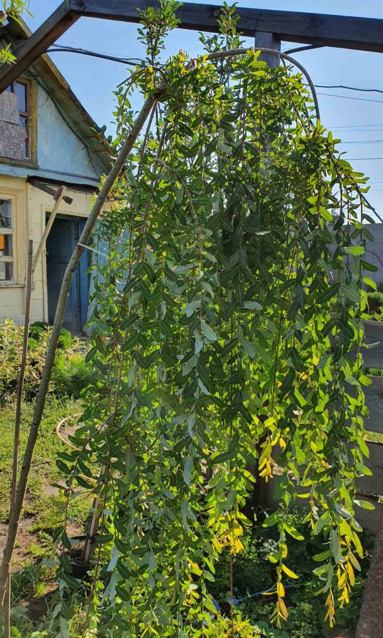 Верба Плакуча Пендула, pendula h 2м - zeleniya 01 