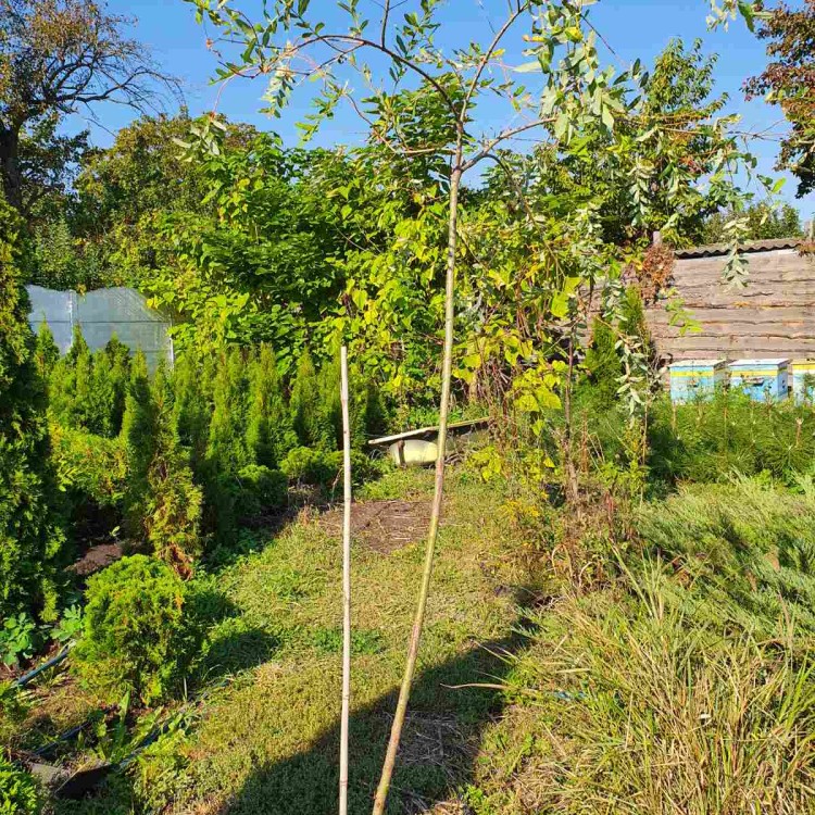 Верба пурпурна 'Нана' (на штамбі), Salix purpurea 'Nana' St - zeleniya 02