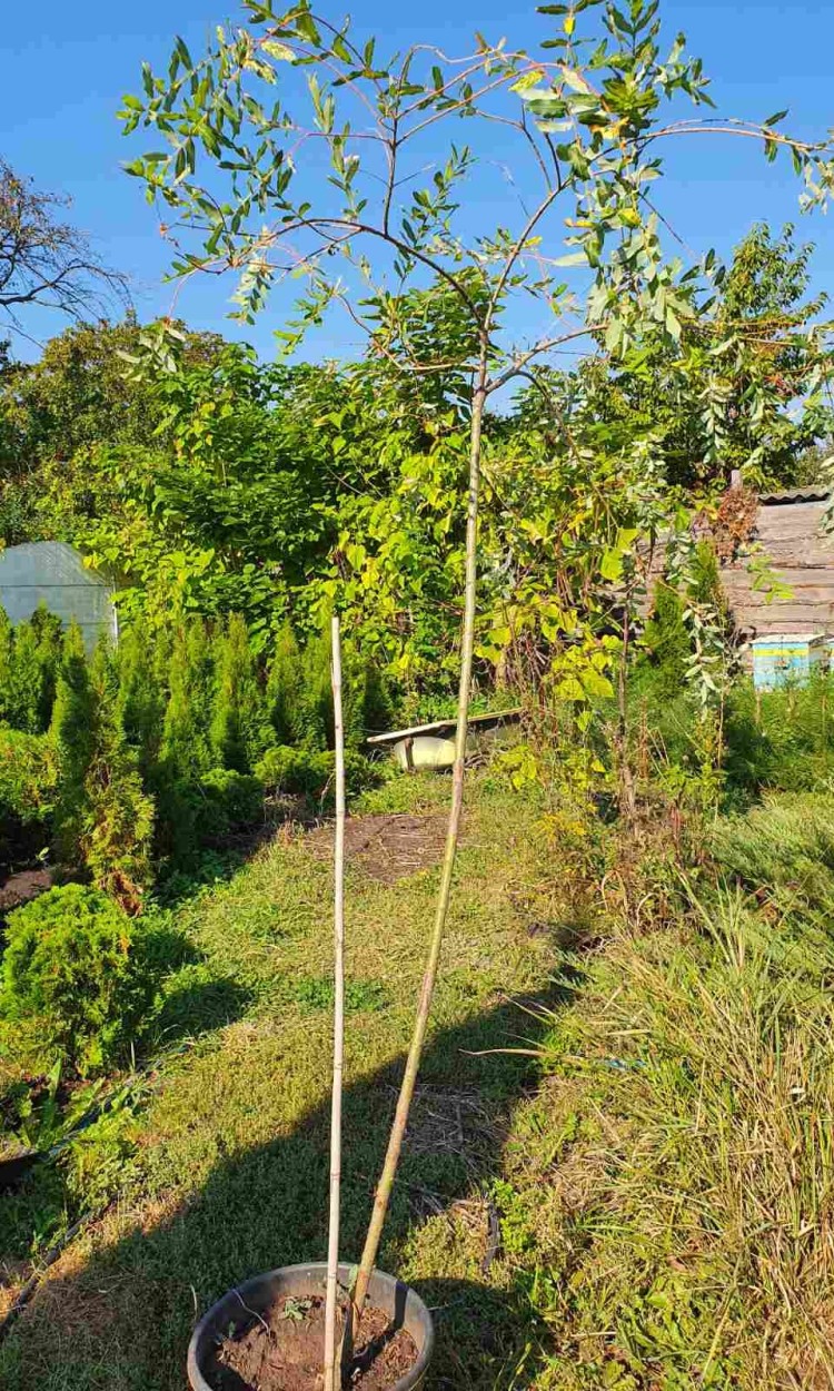 Верба пурпурна 'Нана' (на штамбі), Salix purpurea 'Nana' St - zeleniya 01 