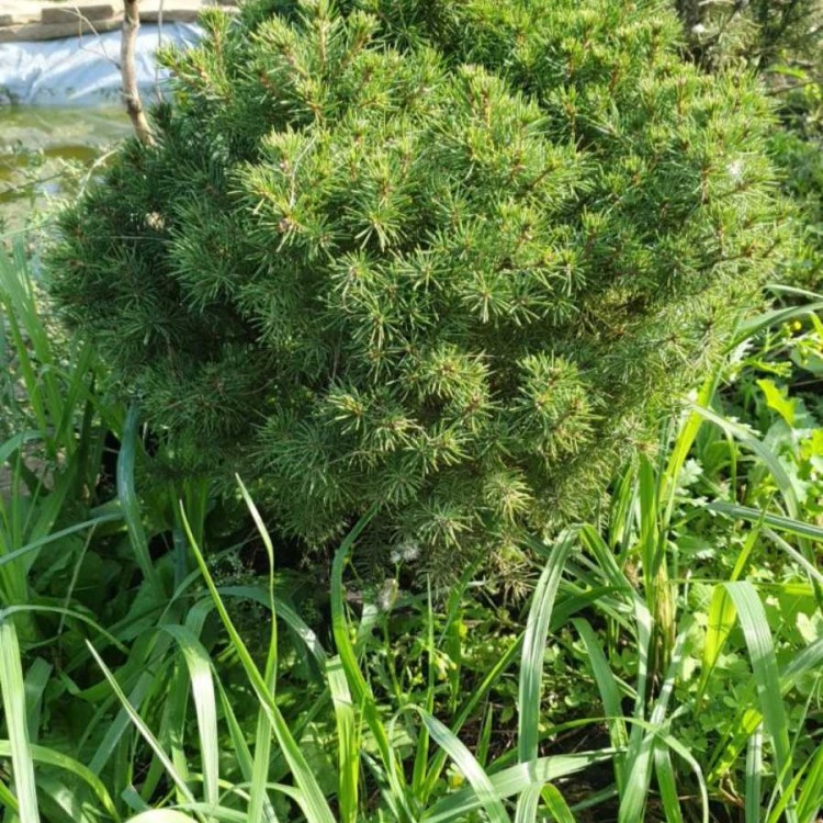 Ялина Коніка, Picea glauca Conica 50см - zeleniya 02
