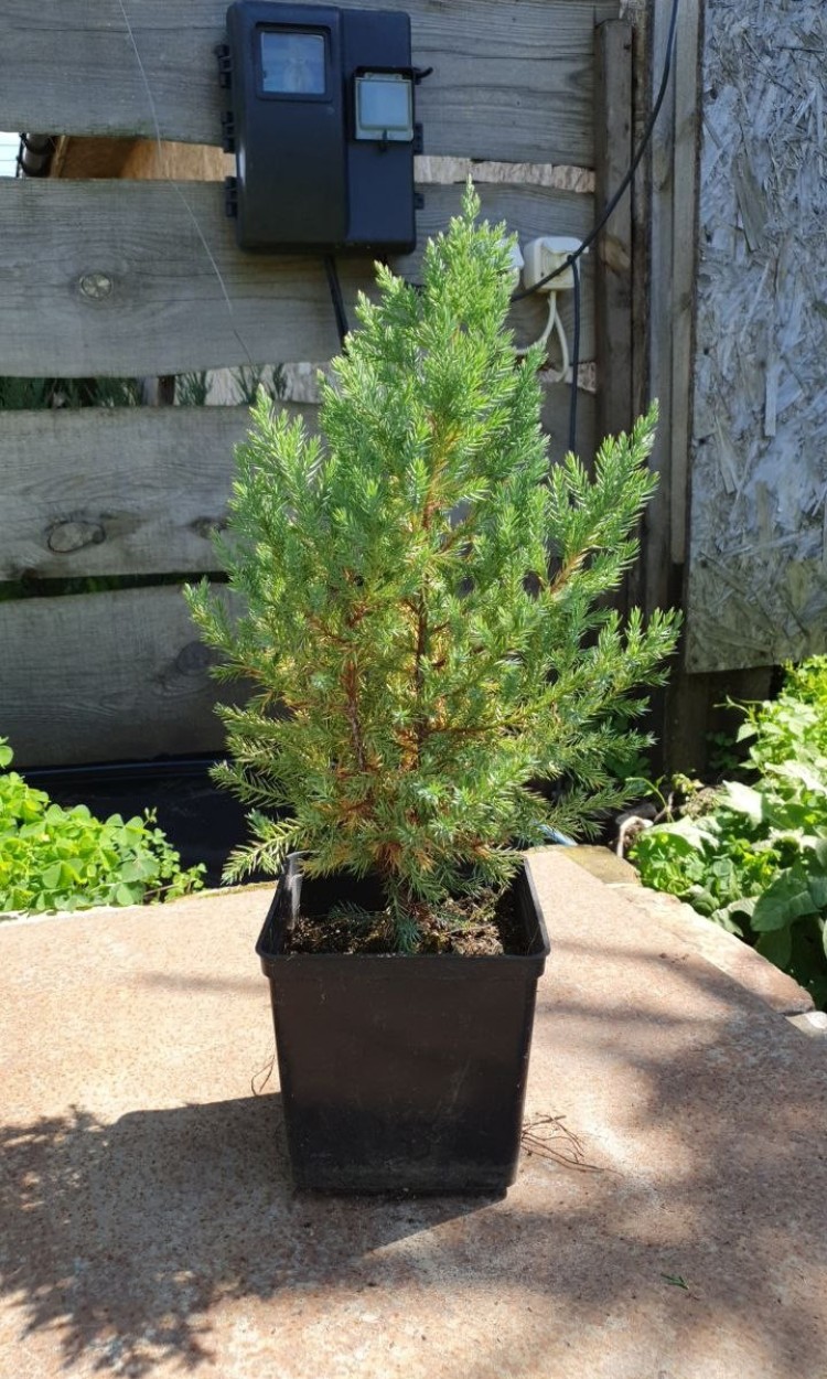 Ялівець китайський Стрікта, Stricta С2 - zeleniya  