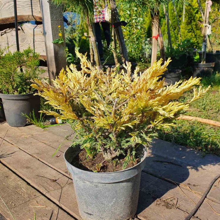 Ялівець лайм глоу ,juniperus lime glow С3 - zeleniya 02