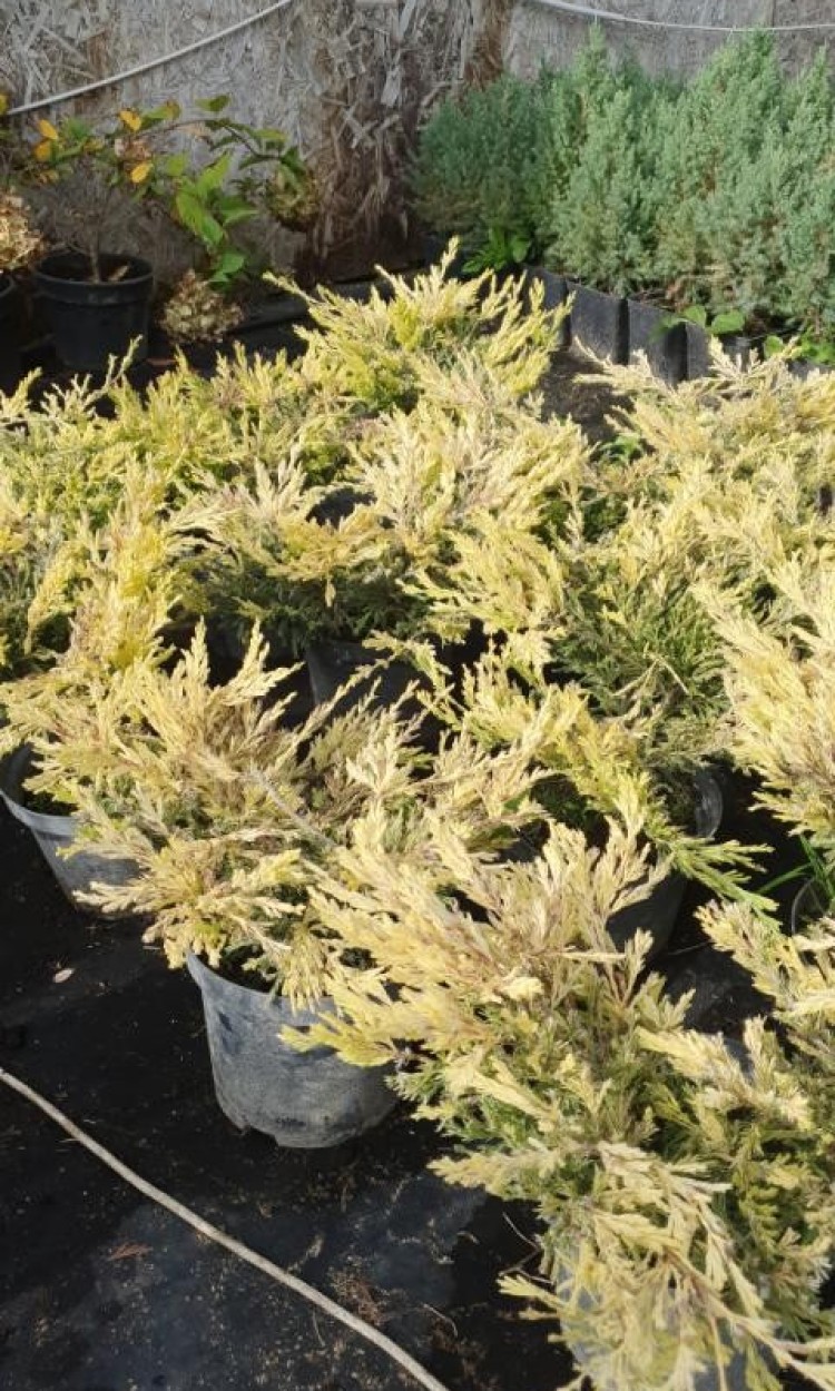 Ялівець лайм глоу ,juniperus lime glow С3 - zeleniya 01 