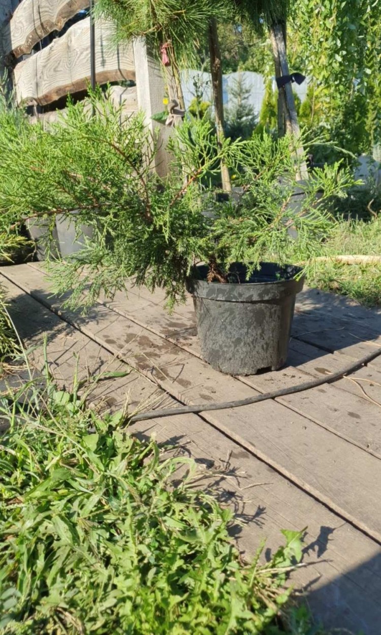 Ялівець Мінт Джулеп, с3, d 20-30 Juniperus Mint Julep - zeleniya 01 