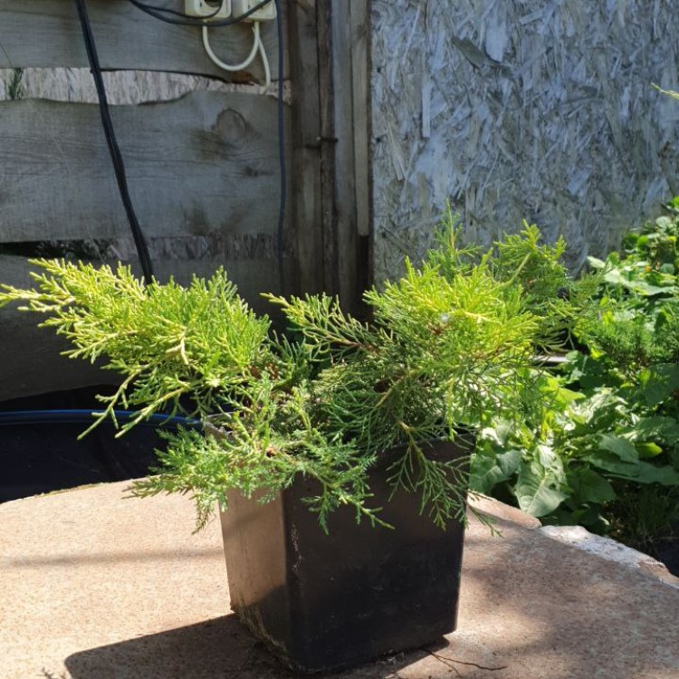 Ялівець Олд Голд, Old Gold С2 - zeleniya 02