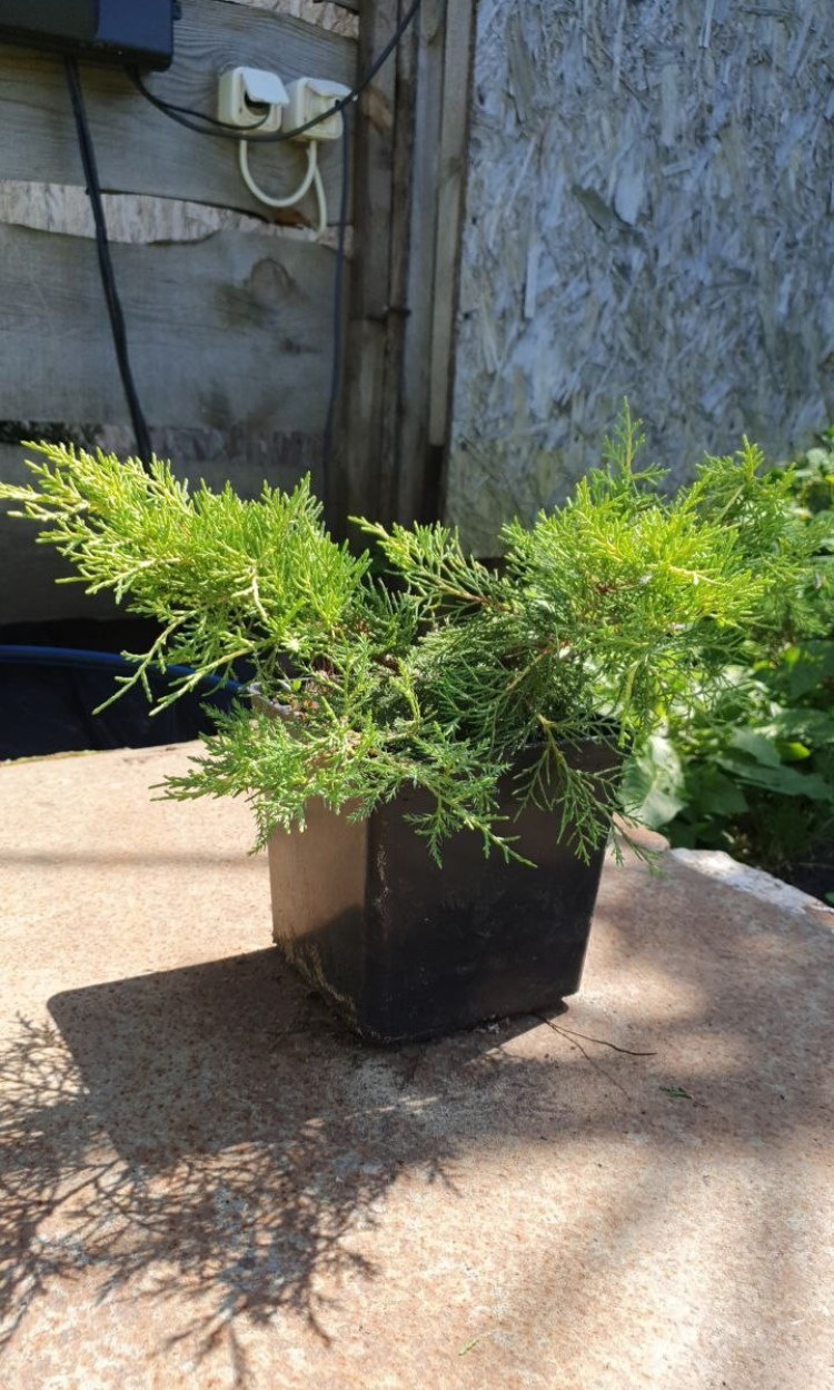 Ялівець Олд Голд, Old Gold С2 - zeleniya 01 