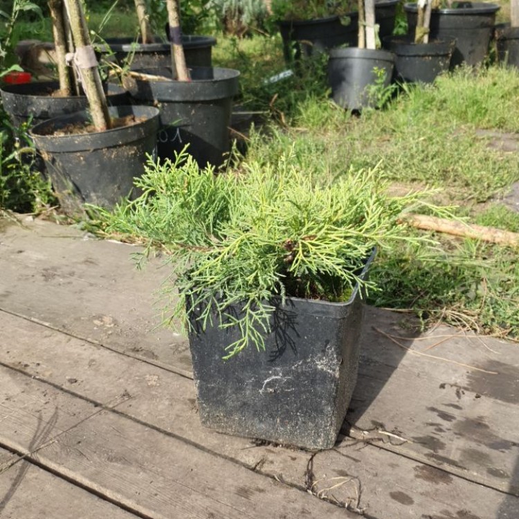 Ялівець середній Голд Кіссен, Juniperus x media Gold Kissen С3 - zeleniya 02
