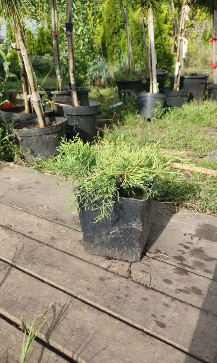 Ялівець середній Голд Кіссен, Juniperus x media Gold Kissen С3 - zeleniya 