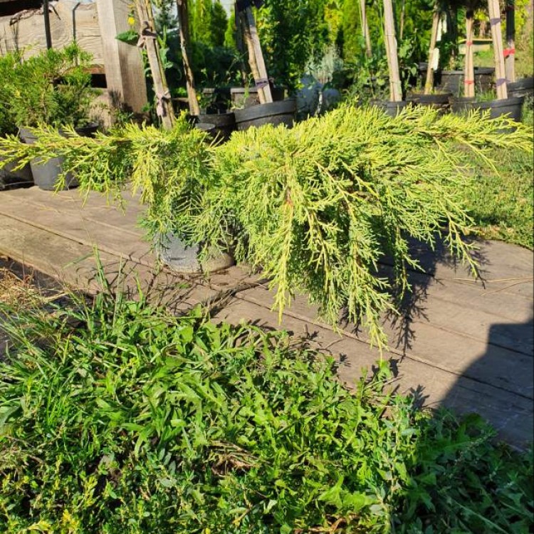 Ялівець середній Олд Голд, Old Gold, С5 - zeleniya 02