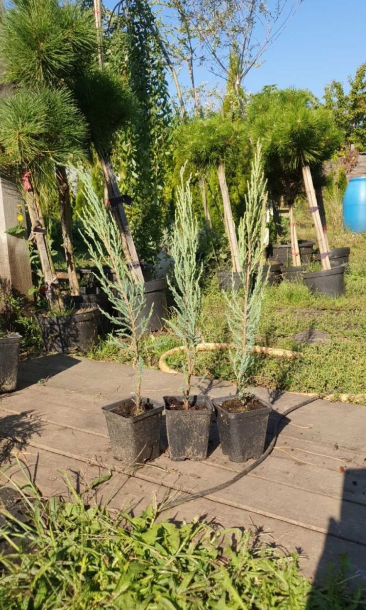 Ялівець скельний Блю Ерроу, Blue Arrow p9, h 40-50 см - zeleniya  