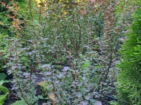 Барбарис звичайний, 1м великий кущ - zeleniya 02