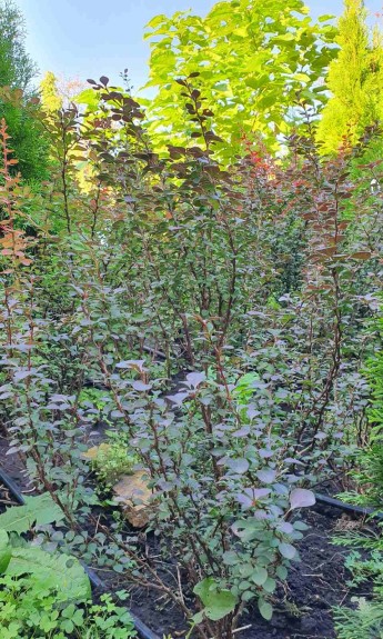 Барбарис звичайний, 1м великий кущ - zeleniya 