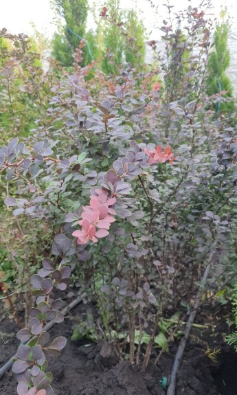 Барбарис звичайний, 1м великий кущ - zeleniya 