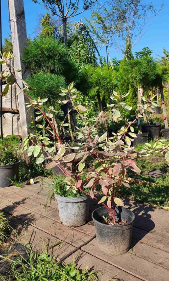 Дерен Еленгантісіма, Elegantissima С2 - zeleniya 