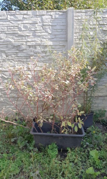 Дерен Еленгантісіма, Elegantissima, С5 - zeleniya 