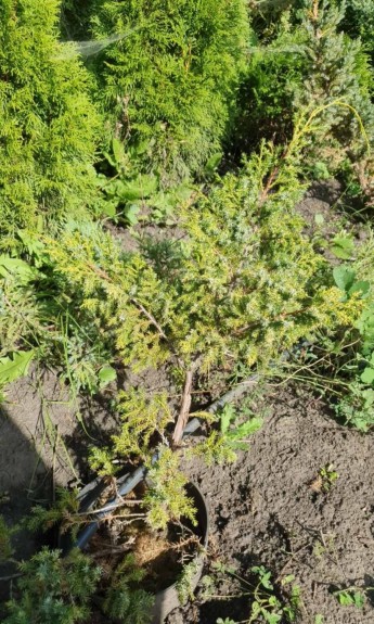 Ялівець лускатий Холгер, Juniperus squamata Holger С5 - zeleniya 