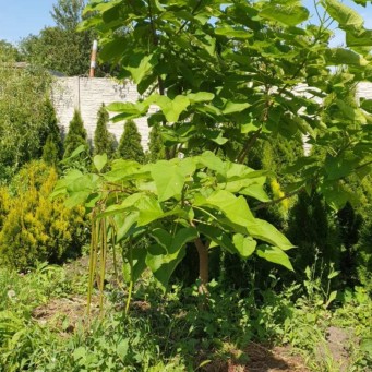 Катальпа - zeleniya 02