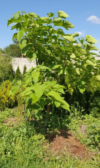 Катальпа - zeleniya 