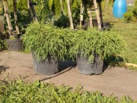 Кипарисовик Санголд, Sangold, с5 d 40-50 см - zeleniya 02