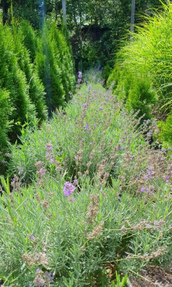 Лаванда - zeleniya 