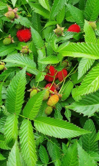 Малина розолистна Мяо-Мяо, (Корневище) 1 шт в упаковці - zeleniya 