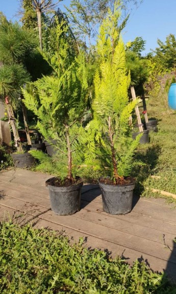 Кіпарисовик Івонне, chamaecyparis Ivonne h 60-70 см - zeleniya 