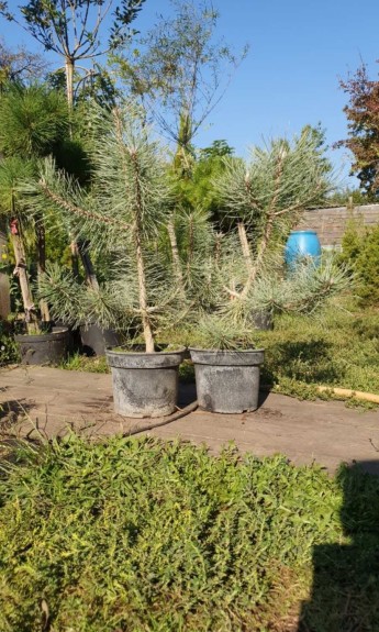 Сосна Чорна Нігра, pinus nigra h 60-80 см 550 грн - zeleniya 