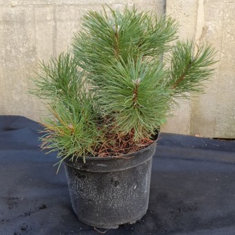 Сосна гірська Мугус, Mughus С3, d 45-50 см - zeleniya 02