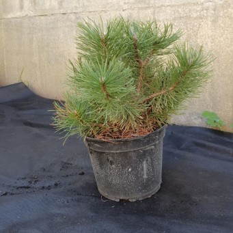 Сосна гірська Мугус, Mughus С3, d 45-50 см - zeleniya 03