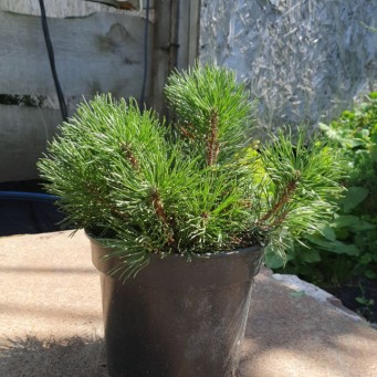 Сосна гірська Мугус, Mughus С2 - zeleniya 02