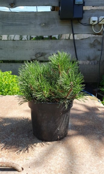 Сосна гірська Мугус, Mughus С2 - zeleniya 