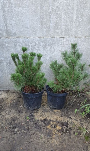 Сосна гірська Пуміліо, Рumilio С3 - zeleniya 