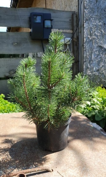 Сосна гірська Пуміліо, Рumilio С3 - zeleniya 