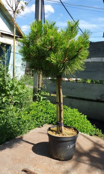 Сосна густоквіткова Лоу Глоу, Low Glow 
h 50-70 см, h 80-1.0v, h 1,2м, d 25-40, d 40-45см, d 50-70cv
ціна от 1500-3000 грн - zeleniya 