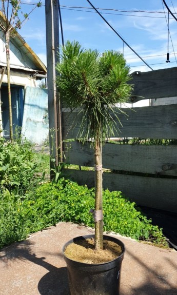 Сосна на штамбі Брепо, Brepo 
d 30-35см, h 50-60см - zeleniya 