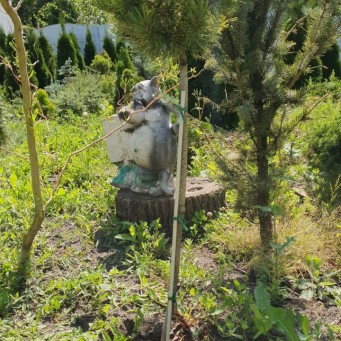 Сосна Вінтер Голд, 70-80см, d 30см - zeleniya 02