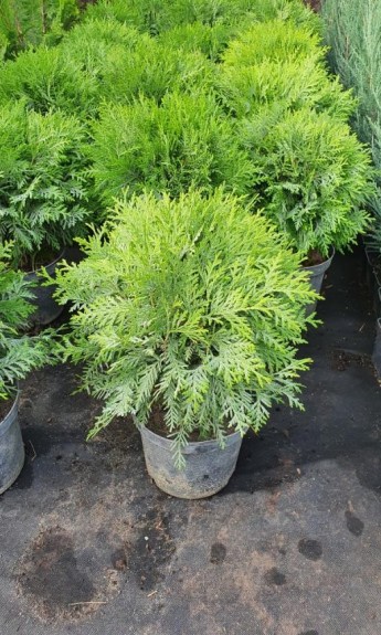 Туя куляста Даніка, Danica d  35-40 см - zeleniya 