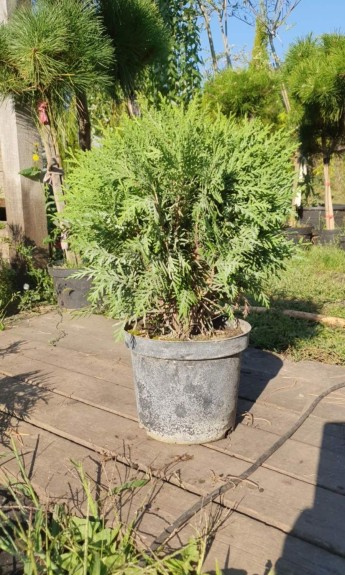 Туя куляста Даніка, Danica d 50-60 см - zeleniya 