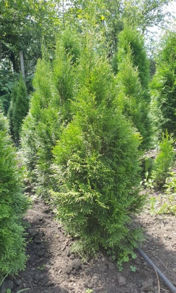 Туя Смарагд, Smaragd 100 см - zeleniya 