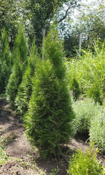 Туя Смарагд, Smaragd 120 см - zeleniya 