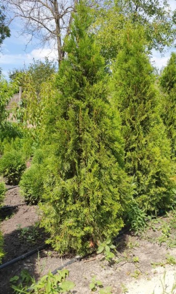 Туя Смарагд, Smaragd 1,5 м - zeleniya 