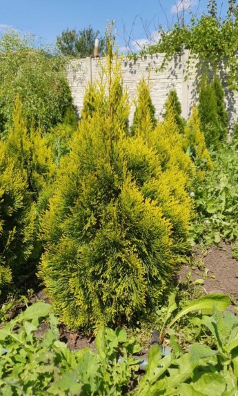Туя західна Голден Смарагд, Golden Smaragd h 70-80 см - zeleniya 