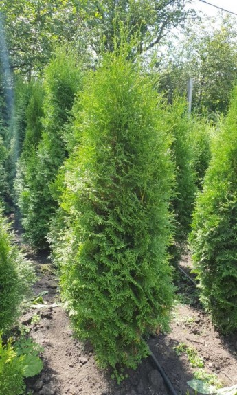Туя Колумна, Columna 1,5-1,8 м - zeleniya 