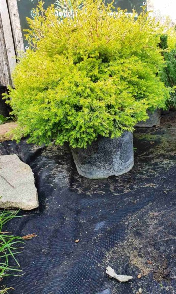 Туя західна Рейнголд, Rheingold C5 - zeleniya 