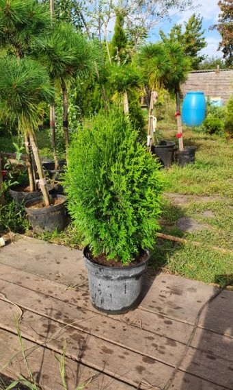 Туя західна «зелене яйце», Green Egg С7 - zeleniya 02