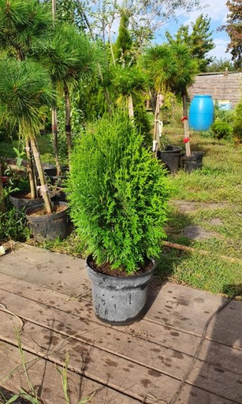 Туя західна «зелене яйце», Green Egg С7 - zeleniya 