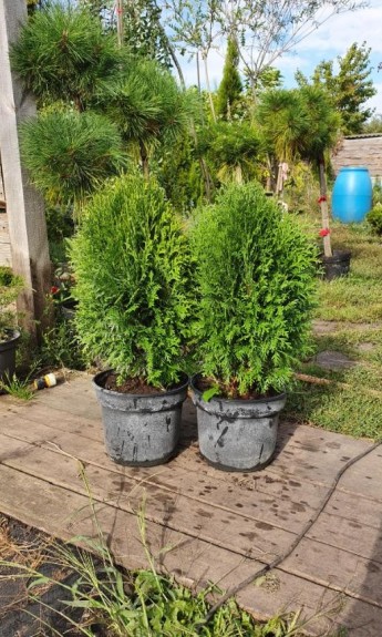 Туя західна «зелене яйце», Green Egg С7 - zeleniya 