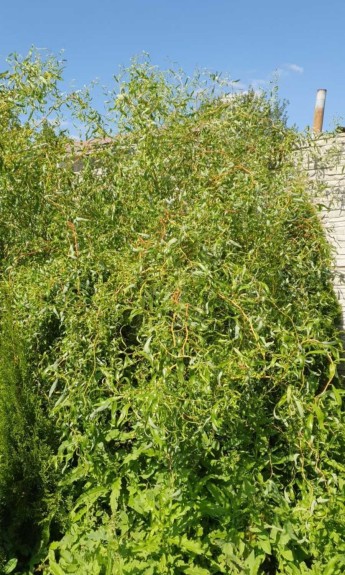 Верба Матсудана, різний вік та розмір, ціна від 100 грн - zeleniya 