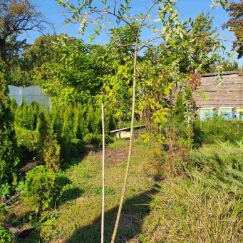 Верба пурпурна 'Нана' (на штамбі), Salix purpurea 'Nana' St - zeleniya 02