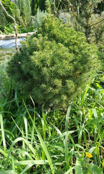 Ялина Коніка, Picea glauca Conica 50см - zeleniya 